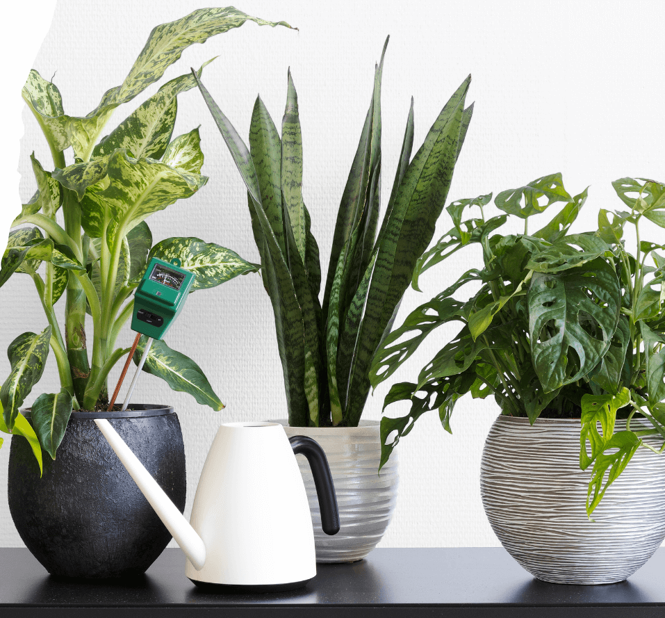 Houseplant Consultation