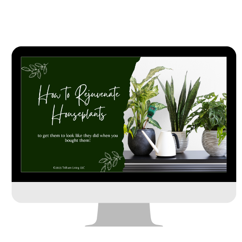 How to Rejuvenate Houseplants Workshop Video
