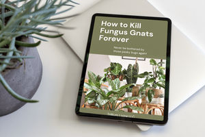 How to Kill Fungus Gnats Forever