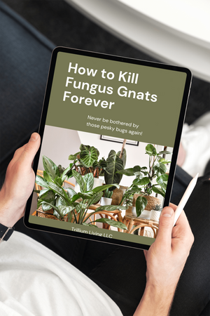 How to Kill Fungus Gnats Forever