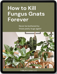 How to Kill Fungus Gnats Forever