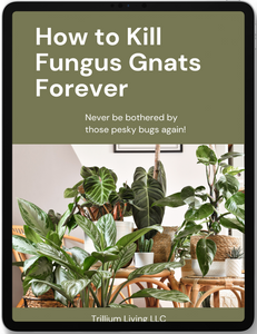 How to Kill Fungus Gnats Forever