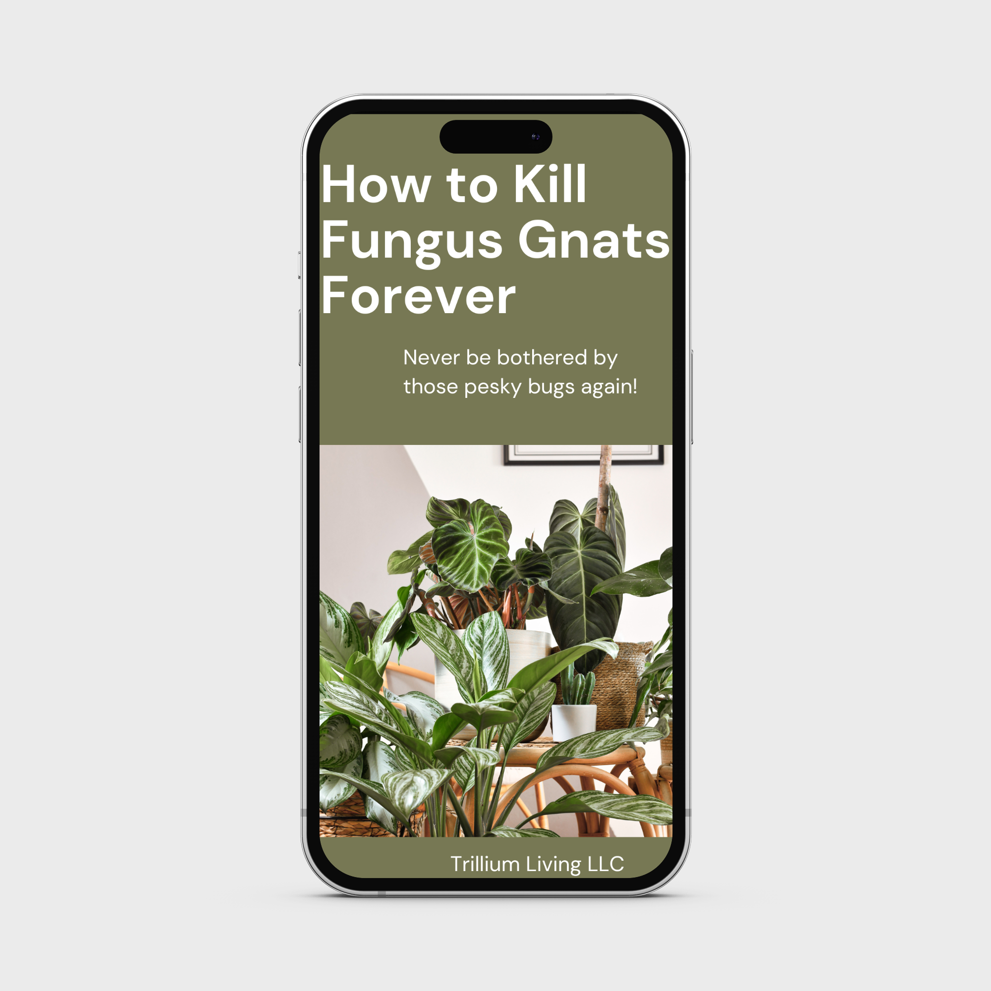 How to Kill Fungus Gnats Forever