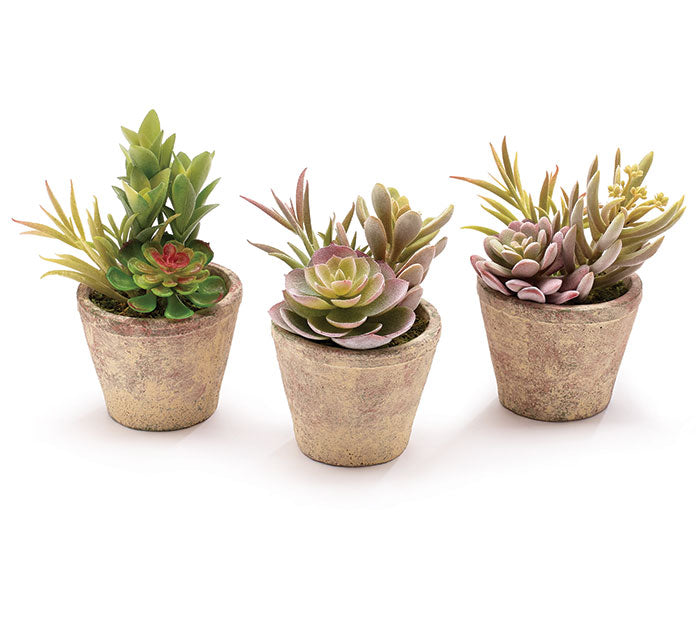 Choice of three artificial succulents in a clay pot